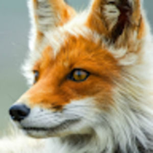 Meet your Posher, Hailey